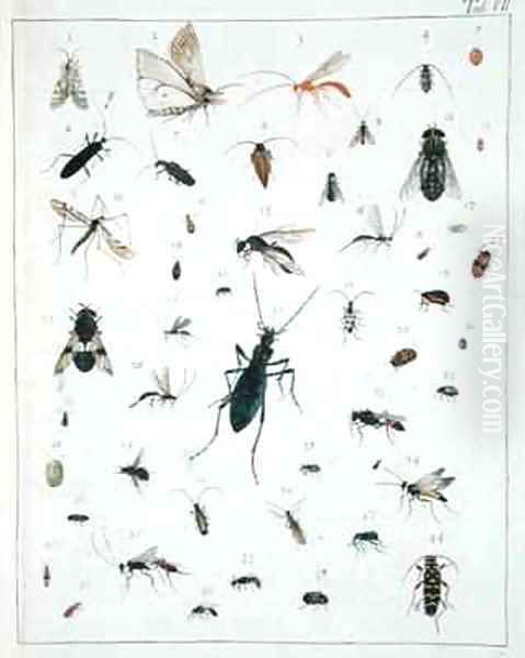 Various insects - view 1