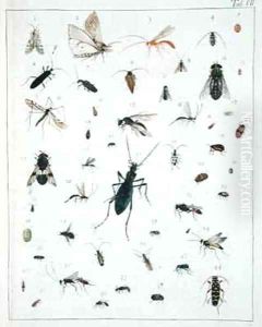 Various insects by Georges Cuvier