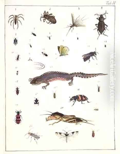 Various insects and a lizard - view 1