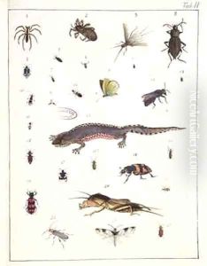 Various insects and a lizard by Georges Cuvier