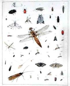 Various insects 2 by Georges Cuvier