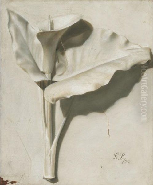 Calla Lily - view 1