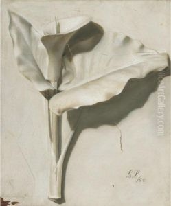 Calla Lily