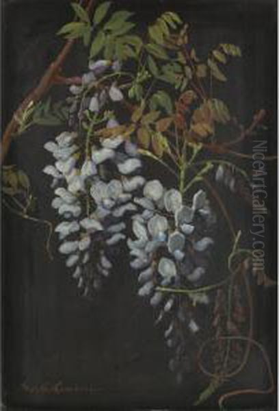 Wisteria - view 1