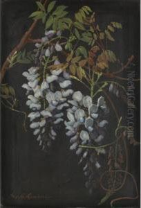 Wisteria