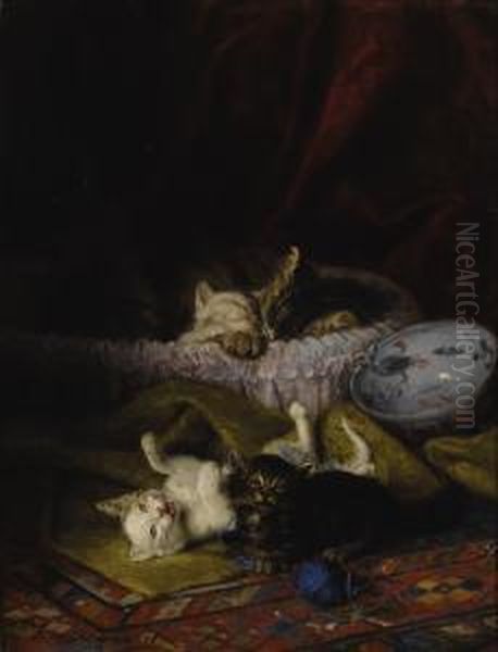 As Kittens Play, Their Mother Naps - view 1