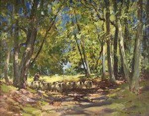 A Flock Of Sheep In The Shade