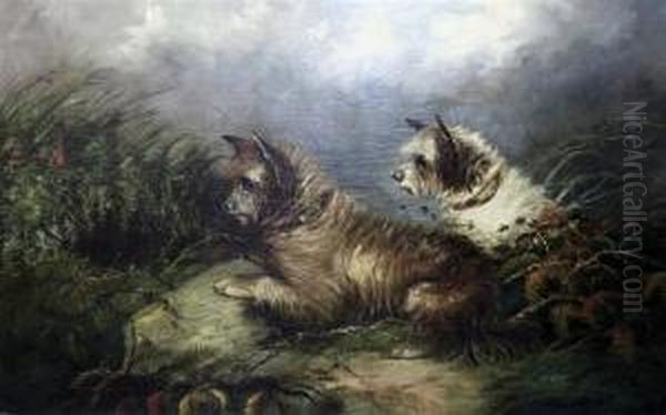 Terriers Rabbiting - view 1