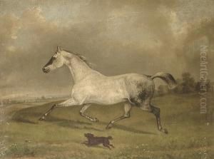 A Grey Called 'lily' by George Henry Laporte
