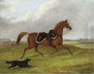 Charger From The 5th Irish Lancers