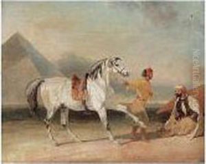 Inspecting The Stallion