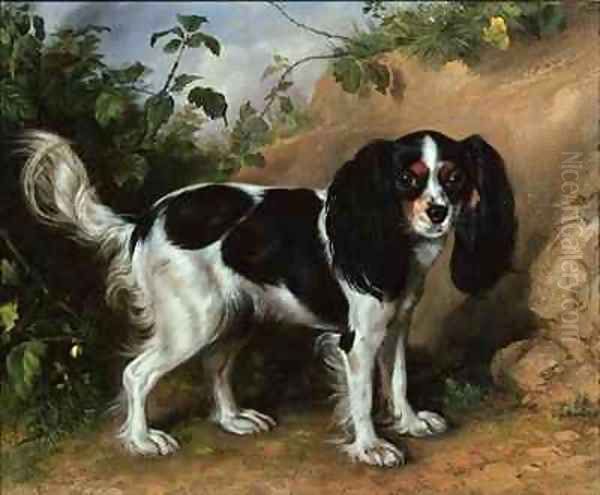 King Charles Spaniel - view 1