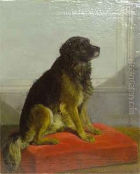 Perro - view 1