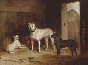 A bulldog and bullterriers in an outhouse by Abraham Cooper