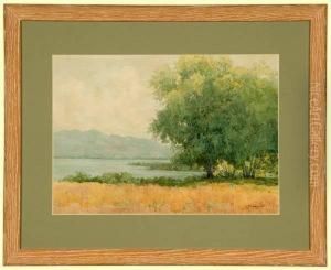Willows Clear Lake Willows Clear Lake