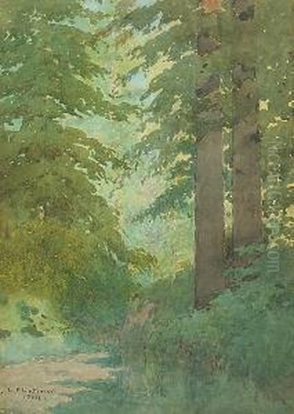 Scattered Sunlight In A Forest Interior - view 1
