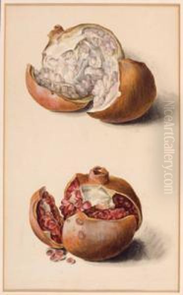 Granatapfel - view 1