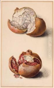 Granatapfel