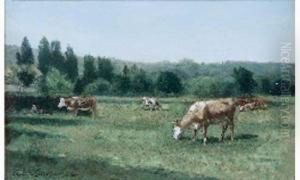Vaches Au Pturage Vaches Au Pturage