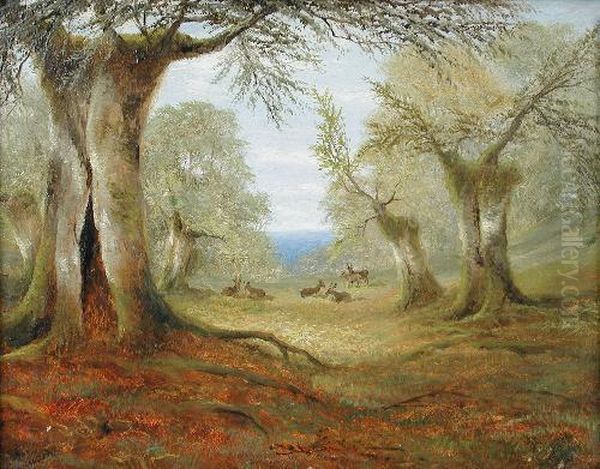 Reddeer In A Forest Clearing - view 1