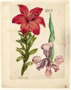A Study Of An Orange Lily And An Iris by Jacques le Moyne de Morgues