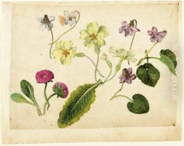 A Sheet Of Studies Of Flowers: 
Two Double Daisies, Four Primroses And Five Violets With Separate 
Studies Of Their Leaves - view 1