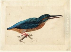 A Kingfisher On A Branch by Jacques le Moyne de Morgues