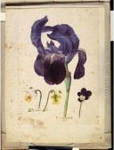 A Sheet Of Studies Of Flowers: A German Iris And Three Violets