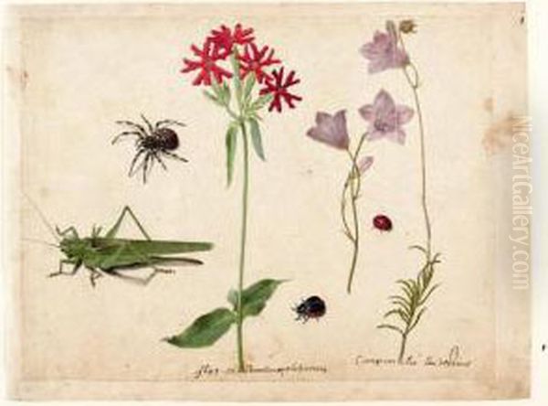 A Sheet Of Studies With A 
Grasshopper, A Spider, A Ladybird And A May-bug, And Two Campanulas And A
 Maltese Cross - view 1