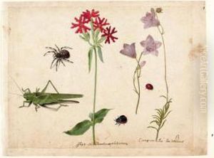 A Sheet Of Studies With A 
Grasshopper, A Spider, A Ladybird And A May-bug, And Two Campanulas And A
 Maltese Cross