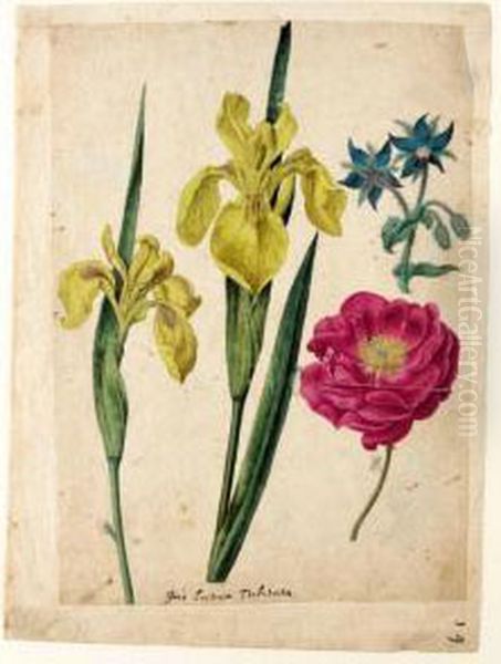 A Sheet Of Studies Of Flowers: A Borage, A French Rose And Two Wild Irises 'yellow Flag' - view 1