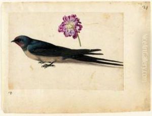 A Sheet Of Studies With A Swallow And A Double Gilliflower