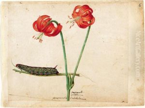 A Sheet Of Studies With Two Day Lilies And A Caterpillar by Jacques le Moyne de Morgues