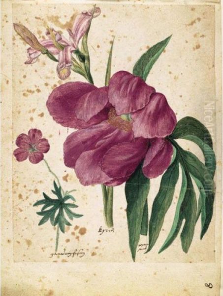 A Sheet Of Studies Of Flowers: A Peony, A Spanish Iris And A Wild Geranium - view 1