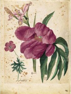 A Sheet Of Studies Of Flowers: A Peony, A Spanish Iris And A Wild Geranium by Jacques le Moyne de Morgues