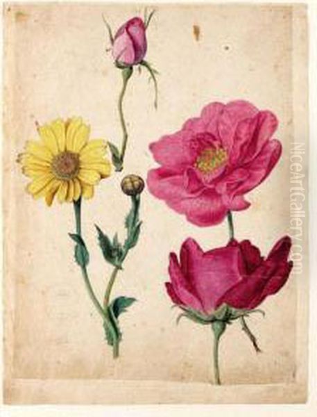 A Sheet Of Studies With French Roses And An Ox-eye-daisy - view 1