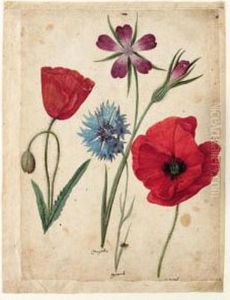 A Sheet Of Studies Of Flowers: Two Corn Poppies, A Corn Cockle And A Cornflower