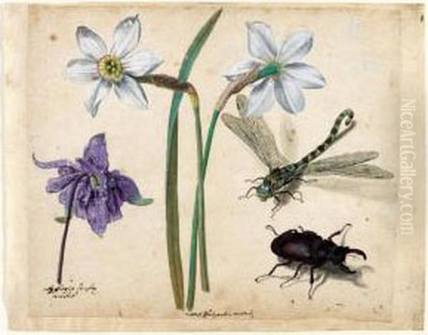 A Sheet Of Studies Of Flowers 
And Insects: Two Narcissi And A Columbine, With A Dragonfly And A Stag 
Beetle - view 1