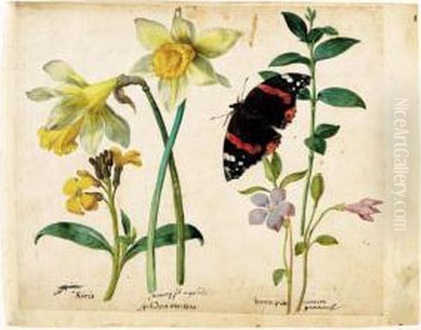 A Sheet Of Studies Of Flowers: A
 Gilliflower, Two Wild Daffodils, A Lesser Periwinkle And A Red Admiral 
Butterfly - view 1