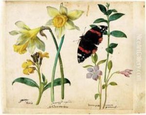 A Sheet Of Studies Of Flowers: A
Gilliflower, Two Wild Daffodils, A Lesser Periwinkle And A Red Admiral
Butterfly by Jacques le Moyne de Morgues
