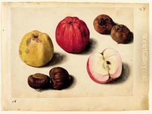 A Sheet Of Studies Of Fruits: Apples, Chestnuts And Medlars