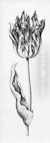 A tulip - view 1