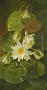 Still Life Withwater Lilies