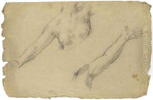 Study of the torso and outstretched right arm of a female nude