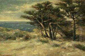Cypress Trees And Sea