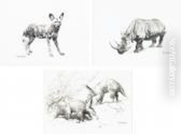 Wild Dog; African Rhinoceros And The Aardvark - view 1