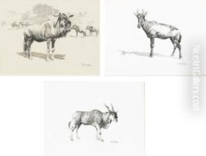 Gnu, Or Wildebeest; Hartebeest Or Kongoni; And Eland by William Robinson Leigh