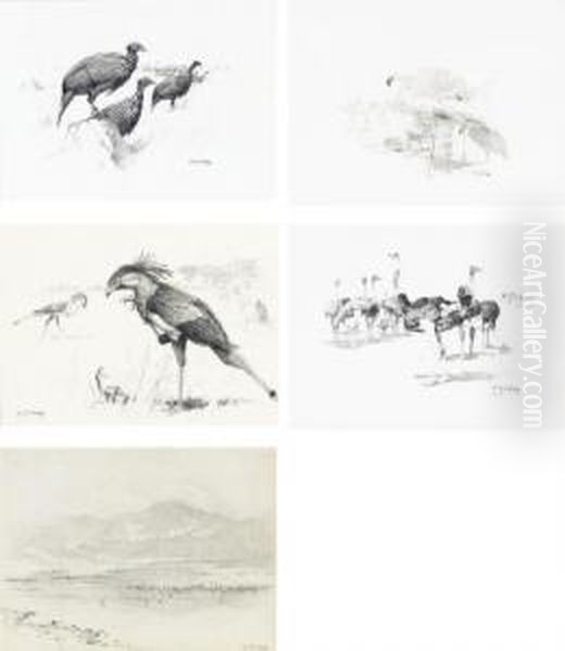 Vulturine Guinea-fowl; Masai 
Ostriches; Secretary Birds; Flamingos At Lake Hannington; And Flamingos - view 1
