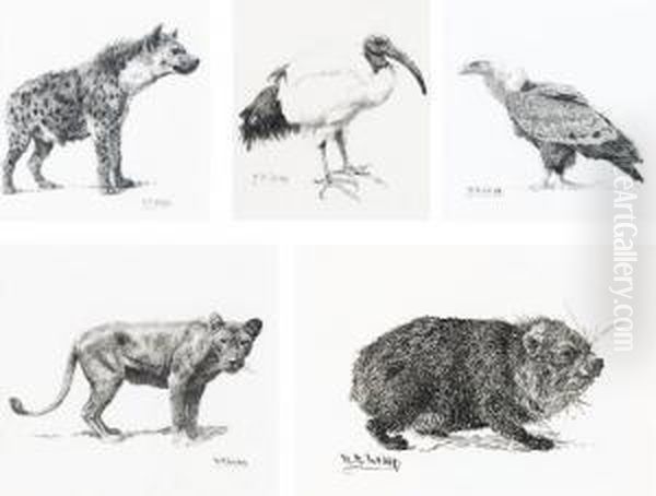 Sacred Ibis; Griffon Vulture; Hyrax; Hyenna And Lioness - view 1