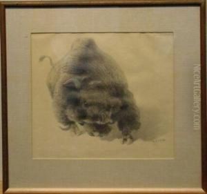 Buffalo, Study For 'the Buffalo Hunt' by William Robinson Leigh